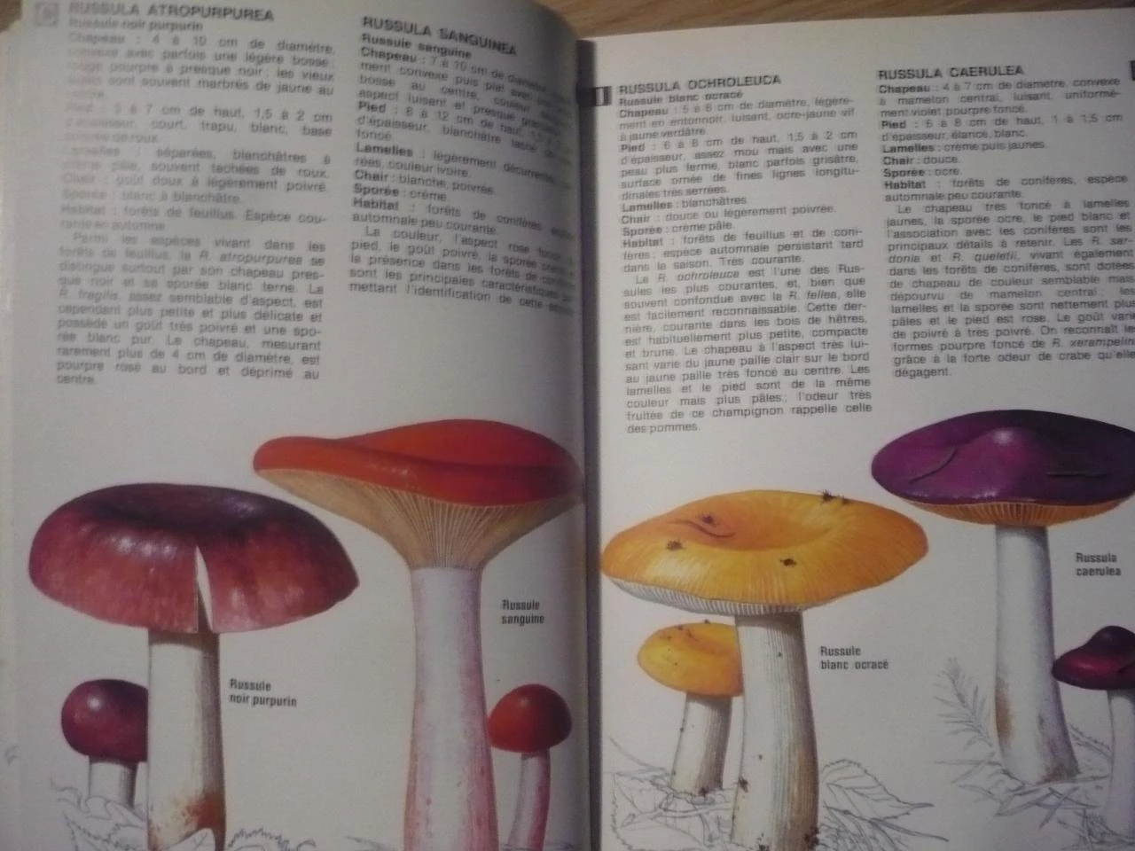 THE MUSHROOMS by Derek REID (1981) – photo 4
